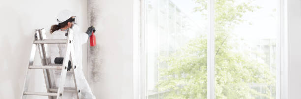 Trusted Toast, NC Mold Removal Experts